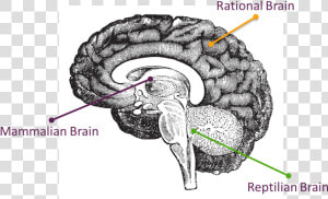 Human Brain Side Profile  HD Png Download