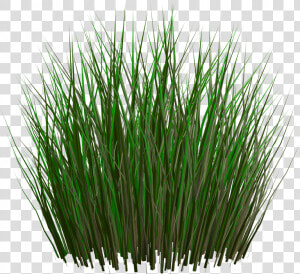 Best Free Grass Png Image Without Background   Grass Plants Png File  Transparent Png