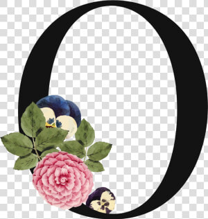 Letter O Png Free Commercial Use Images   Letter O Transparent Background  Png Download