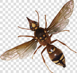 Winged Insect wasp net Winged Insects fly hornet house   Bugs Png  Transparent Png