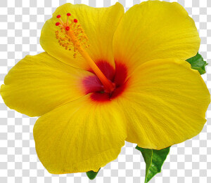 Hibiscus Png Images Transparent Free Download   Hibiscus Flower Transparent Background  Png Download