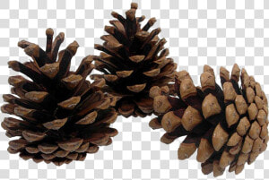 Pine Cone Png Image Transparent Background   Transparent Pine Cone Png  Png Download