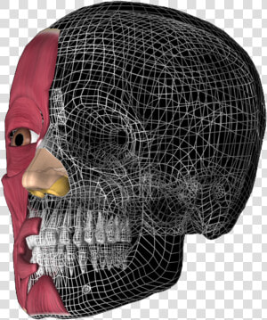 Transparent 3d Skull Png   3d Head Anatomy Illustrations  Png Download