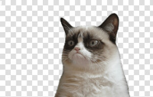 Grumpy Cat Face Vector Freeuse Techflourish Collections   You Re Going To Miss Me Meme  HD Png Download