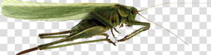 Grasshopper Png Image   Кузнечик Png  Transparent Png