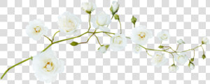  flores  floresedit  floreskpop  recursos  overlays   Beyaz Çiçek Png  Transparent Png