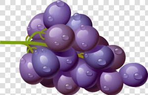 Grapes Grape Download Fruit Clip Art Free Clipart Of   Purple Grapes Clipart Png  Transparent Png