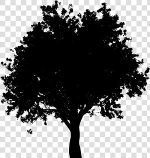 Download Png Oak Tree Black And White   Arbol Vector Silueta Png  Transparent Png