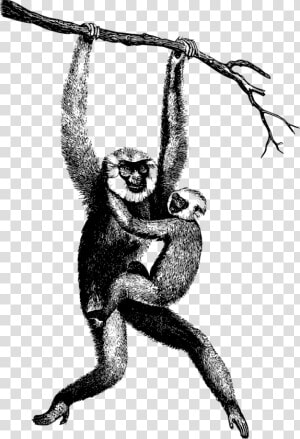 Chimpanzee Drawing Spider Monkey   Realistic Monkey Swinging Drawing  HD Png Download