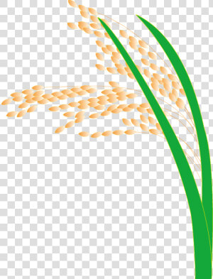 Paddy Field Hedao Transprent   Rice Fields Clipart Transparent Background  HD Png Download