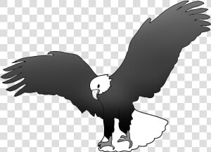 Bald Eagle Landing Drawing   Black And White Drawing Of An Eagle  HD Png Download