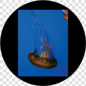 Jellyfish  HD Png Download