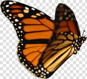 Monarch Butterfly Transparent Background   Png Download   Monarch Butterfly Transparent Background  Png Download