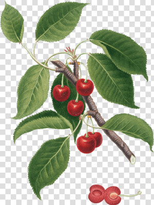 Pmm Image Cherries   Foglie Di Amarena  HD Png Download