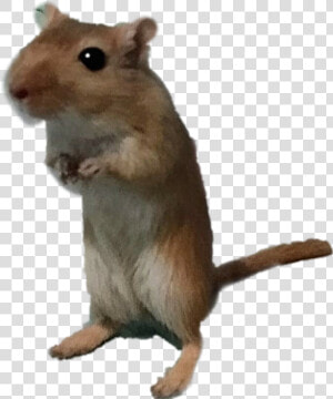  gerbil   Mouse  HD Png Download