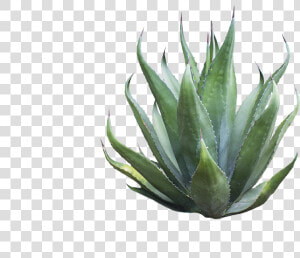 Agave Azul   Png Download   Agave Png  Transparent Png