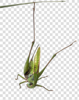 Habitat grasshopper   Grasshopper  HD Png Download