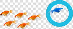 Find Out More Reasons Why Hoteliers Choose Us   Goldfish  HD Png Download