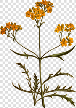 Plant flora common Tansy   Botanic Flower Png Transparent  Png Download