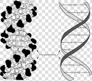 Van Der Waals Base Stacking Dna   Png Download   Pi Pi Interaction In Dna  Transparent Png