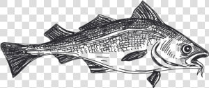 Pescado Blanco Striper Bass   Pescado Blanco Y Negro  HD Png Download