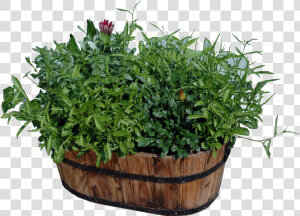 Potted Plants Png Download   Plants In Pots Png  Transparent Png