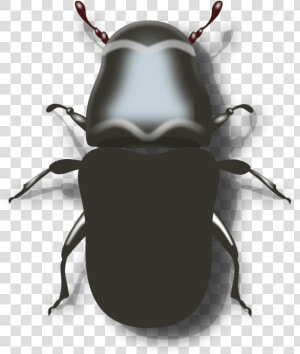 Transparent Insects Clipart   Pine Beetle Clipart  HD Png Download