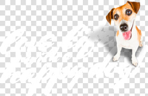 Love Life With A Happy Dog Christchurch  amp amp   Brazilian Terrier  HD Png Download