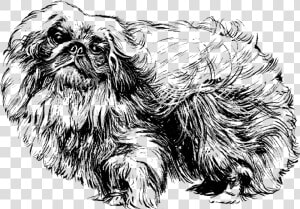 Pekingese Shih Tzu Papillon Dog Chihuahua Pug   Black Pekingese Dog Clip Art  HD Png Download