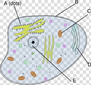 Animal Cell Svg Clip Arts   Cell Of A Chameleon  HD Png Download