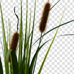 Flowerdutchess Cattail Detail  HD Png Download