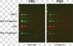 Pbs Intercept And Odyssey Blocker Comparison   Tris Pbs Western Blot  HD Png Download