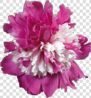  peony  freetoedit   Paeonia Celebrity  HD Png Download