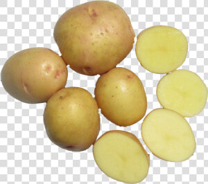 Tuber  HD Png Download