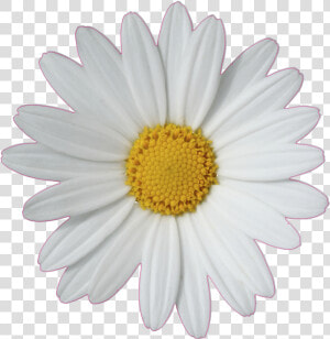 Common Daisy Flower Clip Art   Daisy Png  Transparent Png