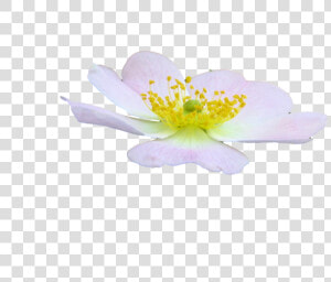 Cute Flower Png By Spooky Dream d47jhc0   Rosa Rubiginosa  Transparent Png