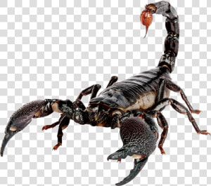 Emperor Scorpion Scorpion Sting House   Scorpion Png  Transparent Png