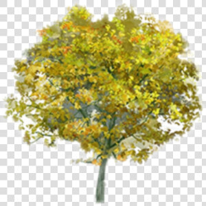 Beautiful Tree Png Icon And Background Transparent   Birch  Png Download