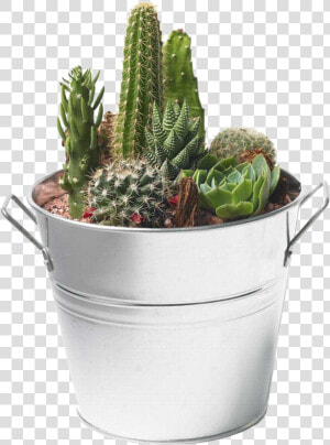 Cactus Png Image   Succulents And Cactus Png  Transparent Png