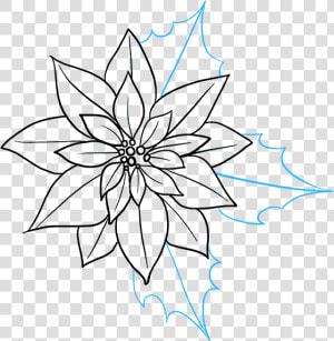 How To Draw Poinsettia   Poinsettia Drawing  HD Png Download