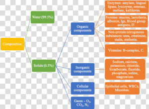 Composition Of Saliva  HD Png Download