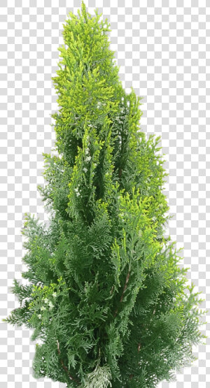 Arborvitae Transparent Png  Png Download