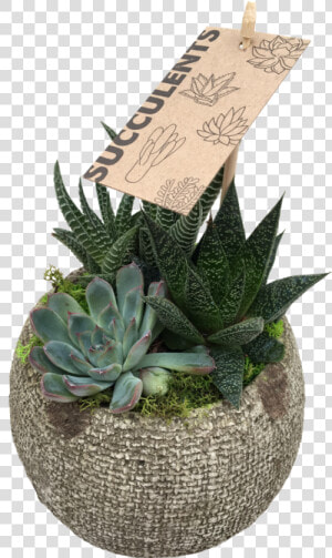 Small Succulent   Agave  HD Png Download