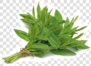 Mint   Mint Leaves Bunch Png  Transparent Png