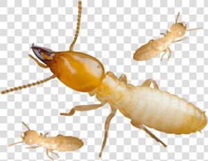 Termite Png  Transparent Png