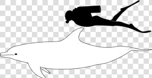 Bottlenose Dolphin Size   Bottlenose Dolphin Compared To Human  HD Png Download