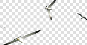 Flight Gulls Airplane   Transparent Background Flying Seagull Png  Png Download