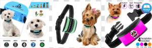 Tiny Dog Bark Collar Reviews   Yorkshire Terrier  HD Png Download