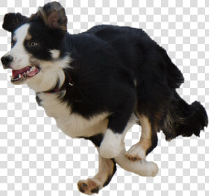 Running Psd File With   Dog Running Transparent Background  HD Png Download