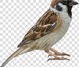 Sparrow Png Transparent Images   Sparrow Png  Png Download